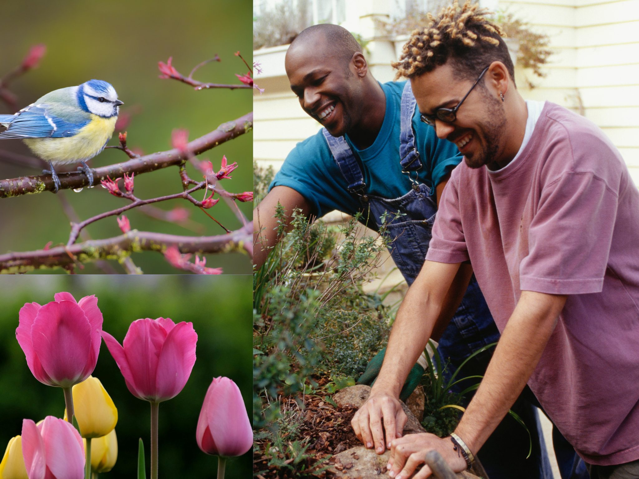 bird, tulips and men gardening