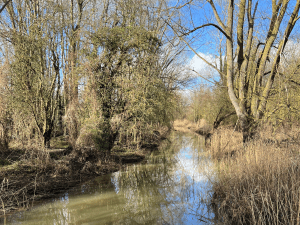trees and a river on a sunny day