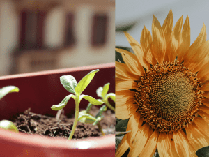 image of sunflower growing 