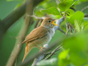 singing songbird in the tree